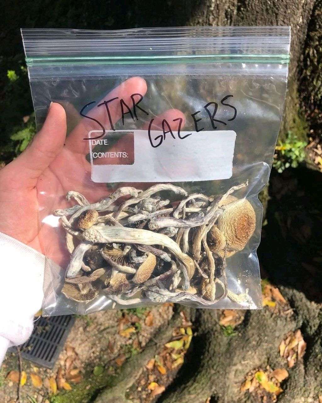 penis envy mushroom